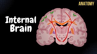 Internal Cerebrum Association Commissural Projection Fibers Basal Ganglion [upl. by Hnamik]