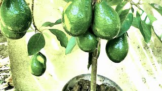 YA NO ESPERES AÑOS PARA TENER AGUACATE CON FRUTOS EN MACETA [upl. by Dwayne]