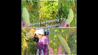 Bitter Melon In America subscribe viralvideo subscribers bisayangtexas51 BethWhite0417 [upl. by Hermy201]