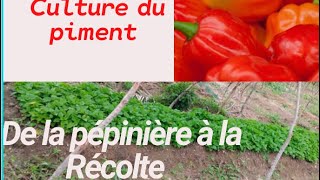 Comment cultiver le piment de A à Z  Pépinière repiquage et récolte [upl. by Iramaj]