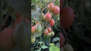 Tamarillo Tomato Tree almost ready [upl. by Eeimaj]