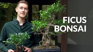 Ficus Bonsai tree care [upl. by Marek]