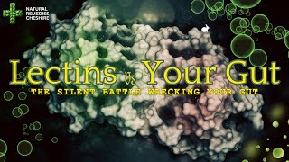 Lectins vs Your Gut The Silent Battle That Could Be Wrecking Your Digestion [upl. by Nivanod247]