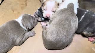 Puppies First Dewormer [upl. by Durante]