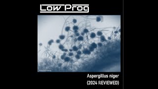 Low Prog  Aspergillus niger 2024 Reviewed Freshtunes [upl. by Endaira986]