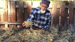 Teasel Root with Michael Pilarski quotSkeeterquot [upl. by Revorg]