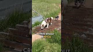 Clever Dogs Figure Out How to Get Across Cattle Guard 🐶 🙌 [upl. by Ettenay]