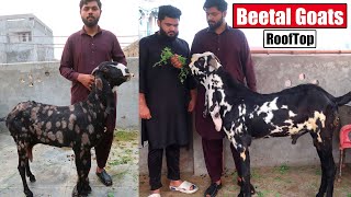 Beetal Goats Setup On RoofTop Lahore 2024  Bakra Mandi [upl. by Maighdlin]