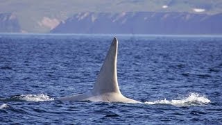 Albino Orca May Be First White Killer Whale Spotted in Wild [upl. by Eikcir]