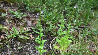 Lobelia inflata Indian Tobacco [upl. by Bard]