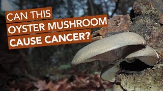 Can This Oyster Mushroom Cause Cancer [upl. by Yecram]