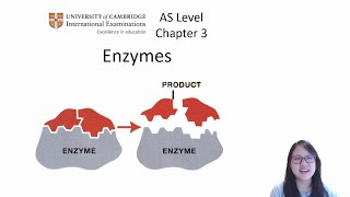 Chapter 31  Enzyme Structure and Mode of Action  Cambridge ALevel 9700 Biology [upl. by Soisatsana]