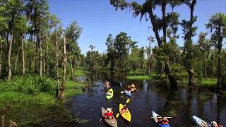 Manchac Magic  Kayak Swamp Tours  New Orleans [upl. by Iramaj]