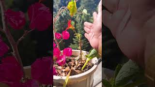 Tropaeolum Majus Flower Shortbalconygarden balconyflowers outdoorplants permanent Flower [upl. by Aurelius793]