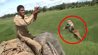 30 Scariest Tiger Encounters of The Year [upl. by Aschim]