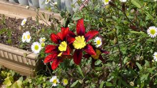 Timelapse Sparaxis tricolor flowers [upl. by Colson443]