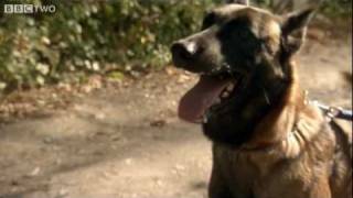 Dog Communication with Humans  Horizon The Secret Life of the Dog  BBC [upl. by Trubow]