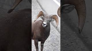 Big Horn Rams Butting Heads  Big Horn Sheep Head Butting [upl. by Bille]