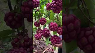 Kadsura fruitRare Fruit farmer chinafoodchinafruit sugarapple rarefruits nature naturelovers [upl. by Laurent]