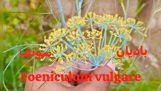 Foeniculum vulgare I باديان I سونف I Hakim Mohd Afsahul Kalam I AsfiUnimedica I Unani [upl. by Ardnuhsor]