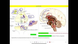 Catecolaminas dopamina epinefrina norepinefrina [upl. by Hollis]