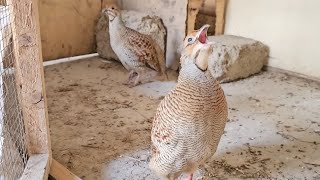 Teetar ki boli  Grey Francolin Voice teetarvoice teetarkiawaaz [upl. by Galen]