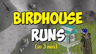 Birdhouse Runs in 3 minutes Quick Guide [upl. by Priest]