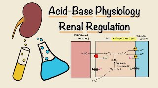 Acid Base Physiology  Part Three  Renal Regulation  Acidification of Urine  Renal Physiology [upl. by Roselle]