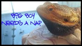 Spoiled Bearded Dragon Throws Tantrum  please subscribe [upl. by Amelus]