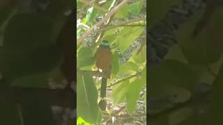 Motmot bird motmot nature birds crimelab357 [upl. by Sulokcin]