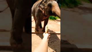 elephant eating banana [upl. by Campy]