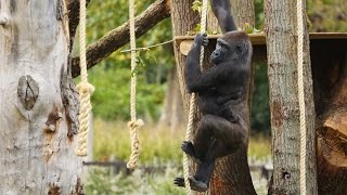 Gorillas love their new treehouse [upl. by Namhar845]