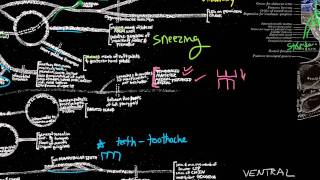 CN V  Trigeminal nerve anatomy and clinical aspects [upl. by Eizeerb]