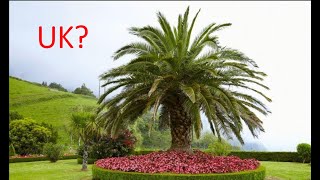 Can you grow Phoenix Canariensis  Canary Island Date Palm tree CIDP in the UK [upl. by Hgielak]