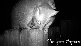 Baby Possums Being Playful and Silly [upl. by Nanreik]