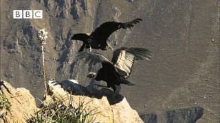 Earthflight Winged Planet  Condor Flight School Narrated by David Tennant [upl. by Ayikur604]