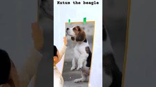 Kutus The Beagle Beagle Dog puppylove beagle cutebeagle [upl. by Nilek981]