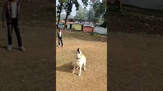 Cute Gieni Playing With Balloon 🎈cutedog viralvideos ❤‍🔥🔥 [upl. by Mcgregor]