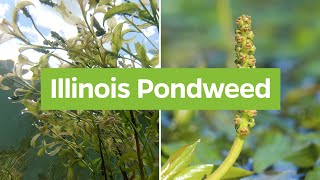 Illinois Pondweed Potamogeton illinoensis  Plant Identifcation [upl. by Lehcnom]