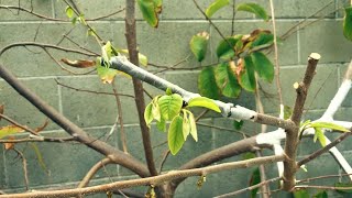 How To Graft Annonas Cherimoya Grafting [upl. by Florio992]