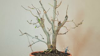 Bonsai Iron tree double stem [upl. by Ahsienak936]