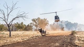 Mustering and Bull Catching in the Kimberley 2022 [upl. by Tamera]