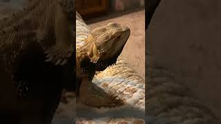 Head Bobbing Bearded Dragon [upl. by Channing158]