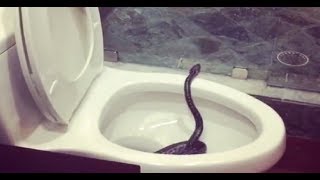 COMO IMPEDIR QUE ARANHAS RATOS E COBRAS ENTREM EM SUA CASA PELO VASO SANITÁRIO [upl. by Ainnat63]