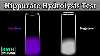 Hippurate Hydrolysis Test [upl. by Keyes386]