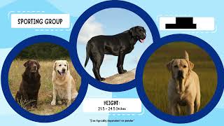 AKC Meet the Breeds with Bailey Labrador Retriever [upl. by Jaffe]