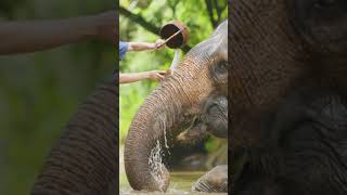 The Elephant Stampede in Thailand [upl. by Janith]