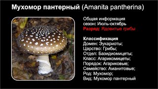 Мухомор пантерный Amanita pantherina [upl. by Nos]