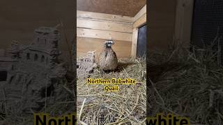 Northern BobWhite Quail animallover quails birdslover birdsounds homestead fy nature cute [upl. by Nanaek]