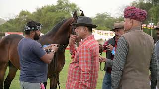 Marwari Horse Show 2024 part5 [upl. by Alleber289]